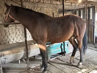公马, Manipuri pony — 照片 2