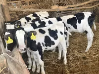 Toro, Russian Black pied cattle — foto 4