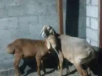 Ido, Rhon sheep — sawirka 1
