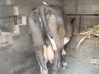 Cow, Holstein breed — photo 2