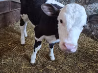 Cow, Russian Black pied cattle — photo 1
