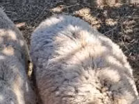 绵羊（批次，未指定性别）, Sheep — 照片 8