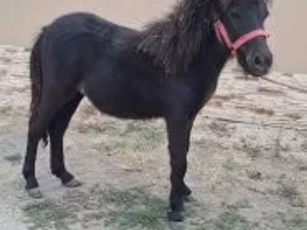 حصان, Shetland Pony