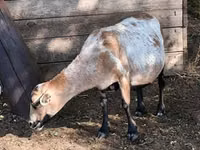 भेड़, Cameroon sheep — फ़ोटो 7