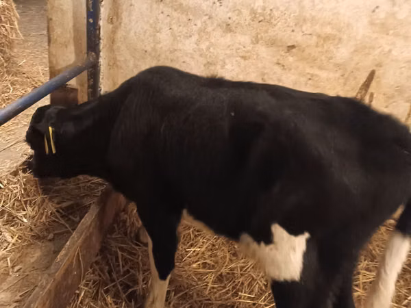 Bull, Cattle