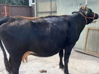 Cow, Holstein breed — photo 1