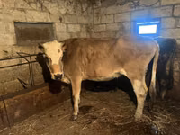Cow, Cattle — photo 2