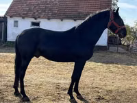 Faras, Nonius horse — sawirka 2