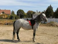Mare, Horses — photo 4