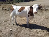 Vaca, Montbéliarde — foto 2