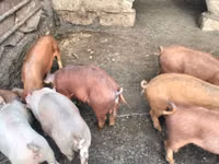 नर सूअर, सूअर — फ़ोटो 3