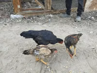 Chickens — फ़ोटो 6
