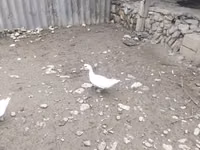 Ducks — फ़ोटो 4