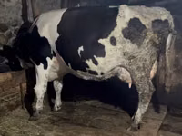 Vaca, Russian Black pied cattle — foto 5