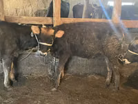 ثور, Swiss cattle — الصورة 5