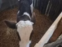 Bull, Cattle — photo 1