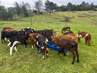 Bovinos (lote, sexo no especificado), Simmental cattle — foto 4
