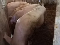 Boar, Pigs — photo 3