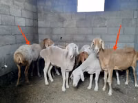 Oveja, Katum sheep — foto 1