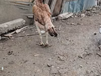Chickens — foto 4