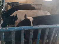 公牛, Cattle — 照片 5