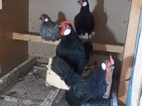 Chickens — picha 3