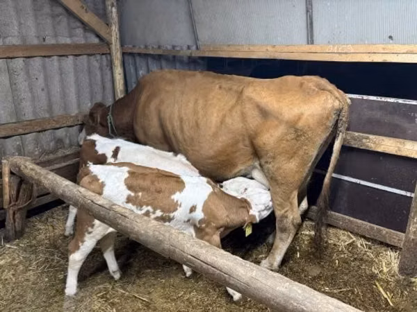 Lo’, Simmental cattle
