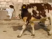 Cow, Latvian Blue cattle — photo 1