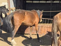घोड़ी, Kyrgyz Horse — फ़ोटो 4