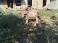 Bull, Swiss cattle — photo 3