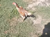 Chickens — फ़ोटो 3