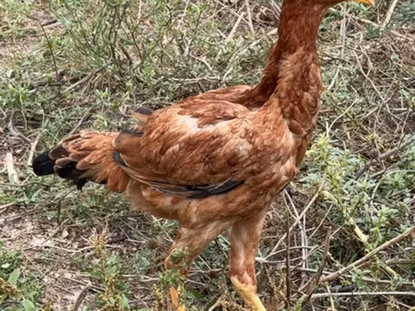 Chickens