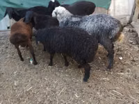公羊, Arabi sheep — 照片 8