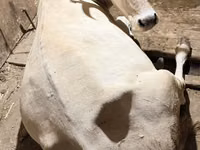 بقرة, Ukrainian Brown Dairy Cattle — الصورة 1