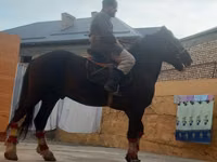 Caballo, Russian warmblood — foto 3