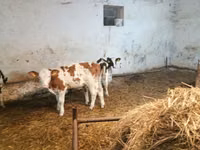 Ng'ombe (kikundi, jinsia haijatajwa), Simmental cattle — picha 1