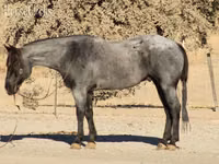 घोड़ा, Quarter Horse — फ़ोटो 8