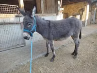 Caballo, Caballos — foto 3