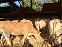 Lo’, Blonde d’Aquitane cattle — sawirka 2