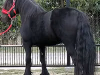 Horse (M), Fell pony — photo 2