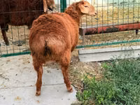 Kondoo jike, Hissar sheep — picha 3