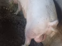 Boar — photo 2