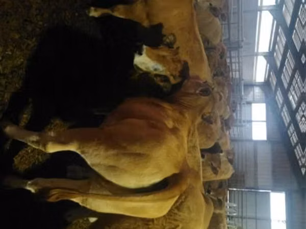 بقرة, Aubrac cattle