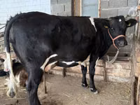Vaca, Raza Holstein — foto 1