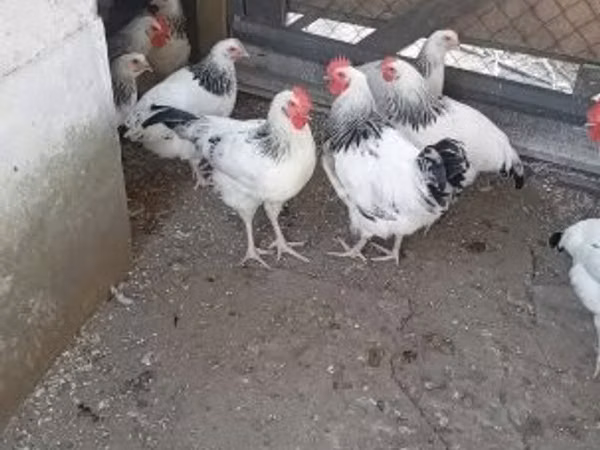 丹麦母鸡