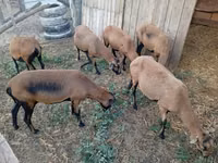 Ido, Cameroon sheep — sawirka 2