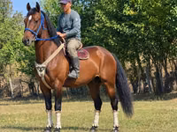 घोड़ा, Kyrgyz Horse — फ़ोटो 1