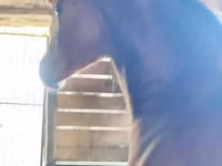 公马, Nonius horse — 照片 1