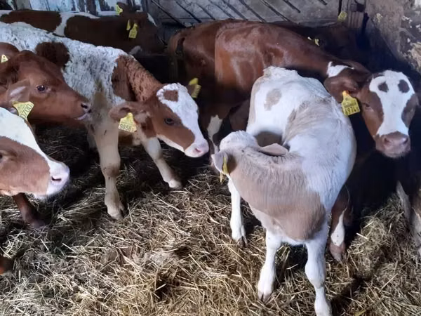 ثور, Simmental cattle
