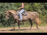 母马, Kentucky mountain daddle horse — 照片 4